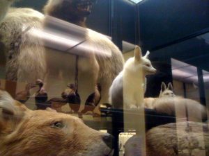 The Walter Rothschild Zoological Museum